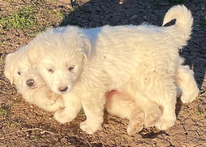 Great Pyrenees Puppies